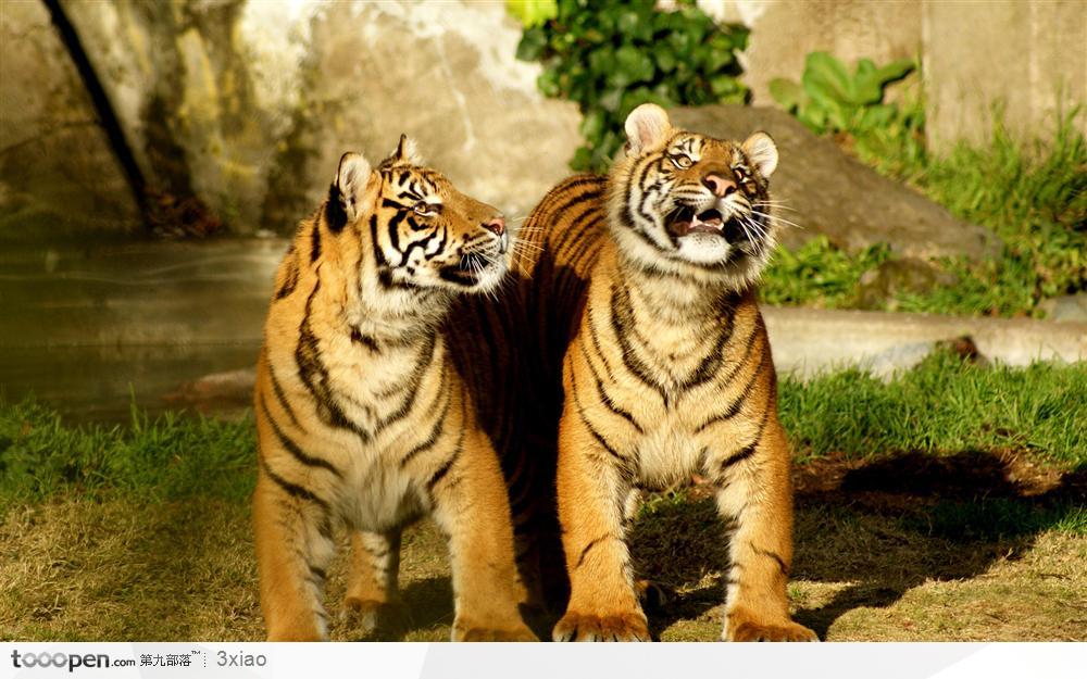 正面站着的二只老虎