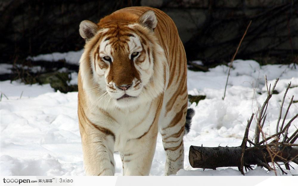 正面站在雪地中的老虎