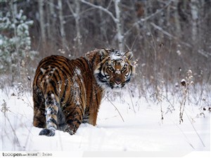 雪地行走回头的老虎
