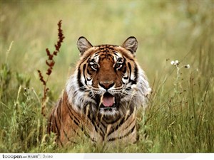 爬在草丛中的老虎