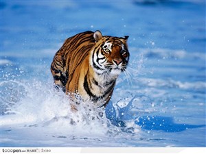 在水中奔跑的老虎