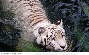 在水中游泳的白老虎