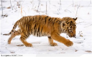 在雪地上行走的小老虎