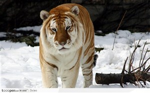 正面站在雪地中的老虎