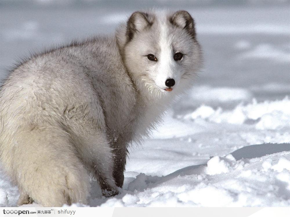 雪地里的北极雪狐图片