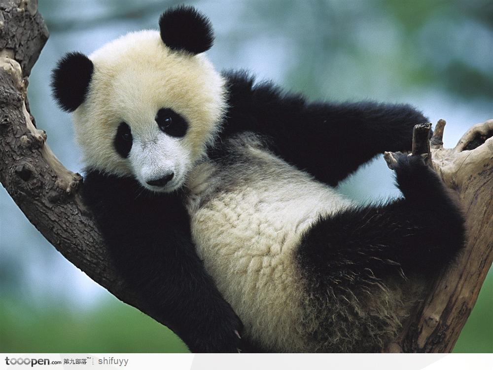在树上的大熊猫
