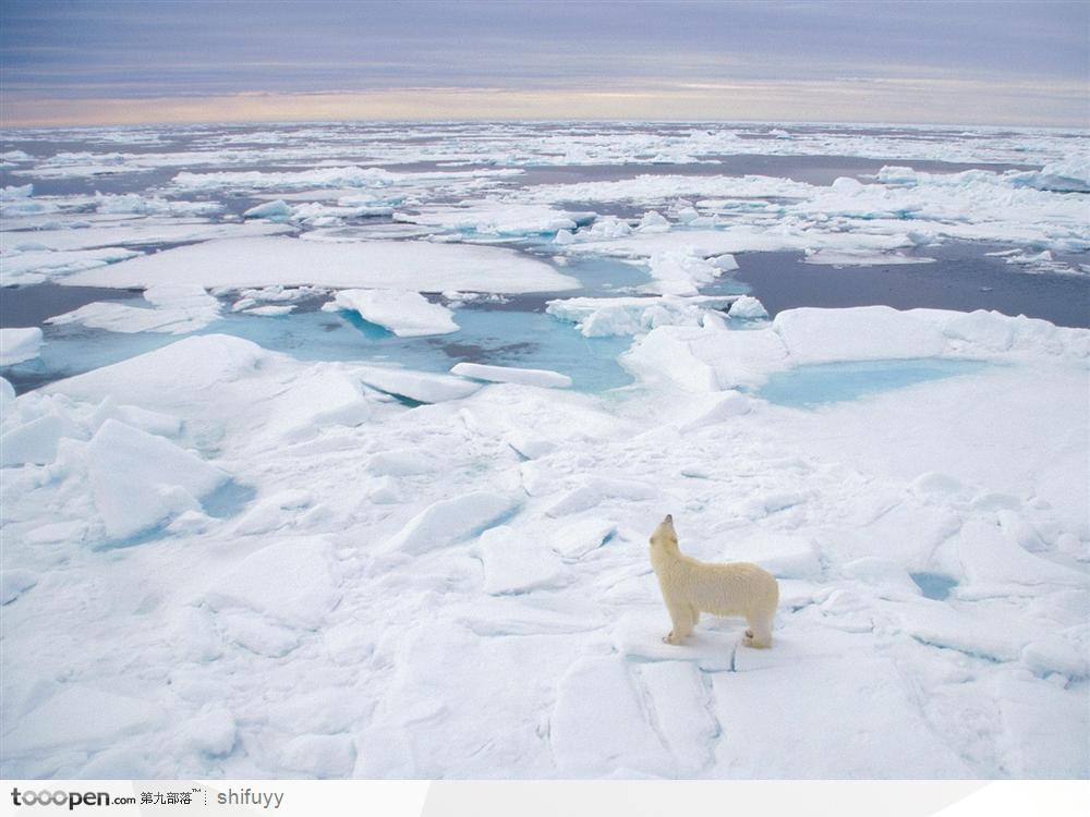 冰面上的一只孤独的北极熊