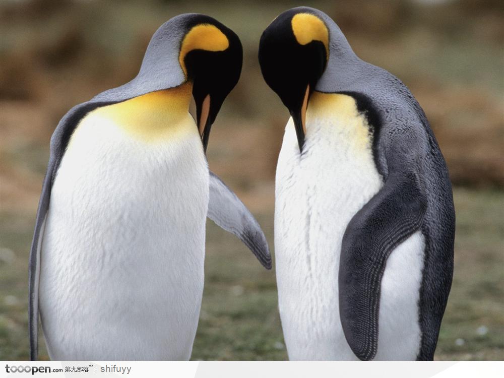 两只可爱的皇企鹅