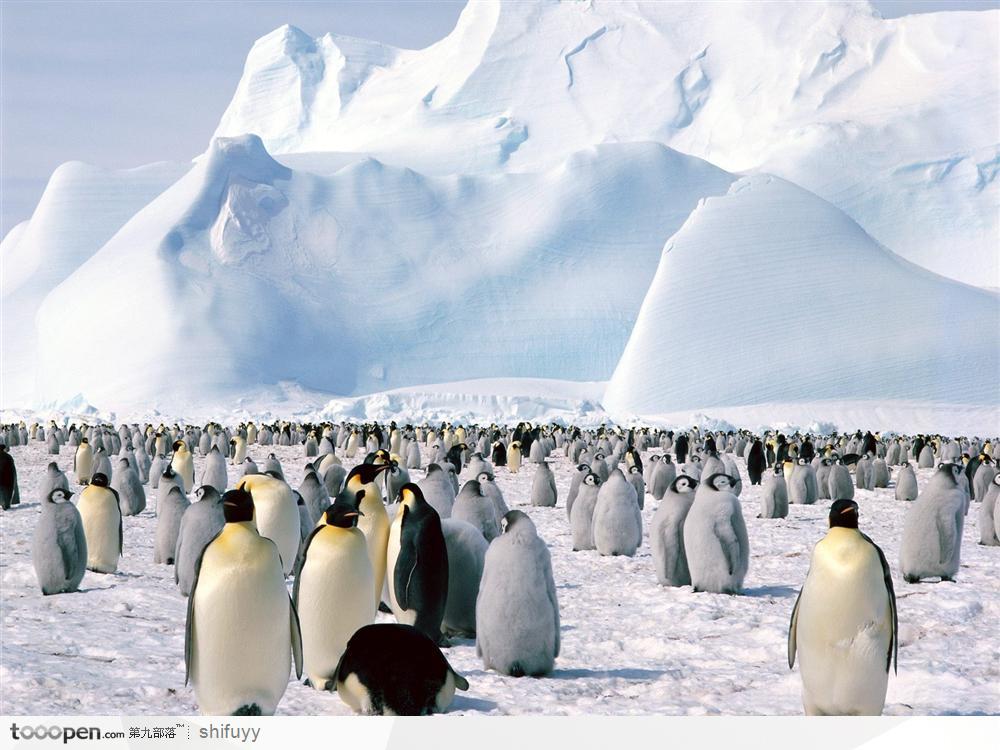 南极企鹅与企鹅宝宝图片