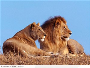公狮子与母狮子