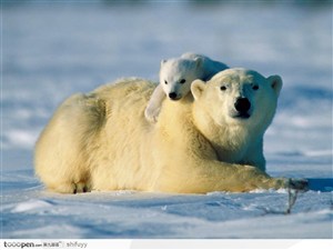 北极熊母子