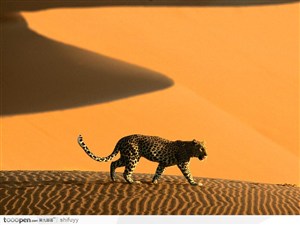 沙漠里的金钱豹图片