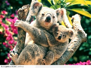 澳大利考拉熊母子