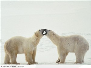 嬉戏的两只北极熊