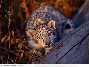 虎视眈眈捕猎的豹子
