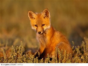夕阳里的狐狸图片