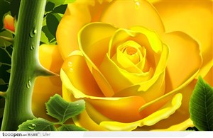精美的黄玫瑰