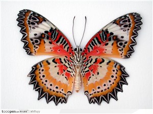 菱翅类斑纹蝴蝶