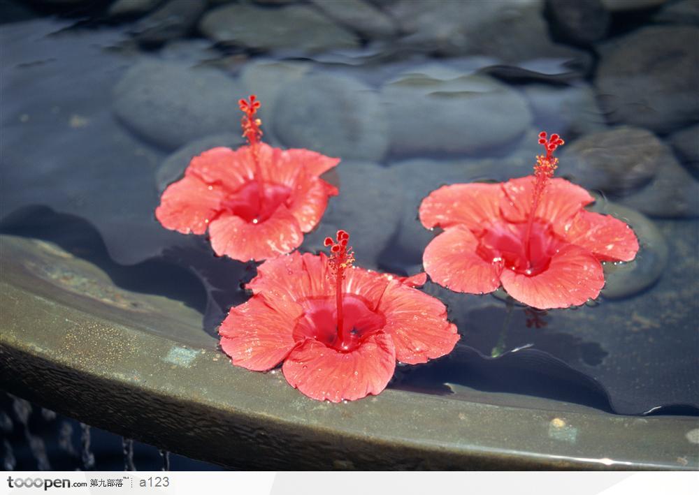 水中花朵