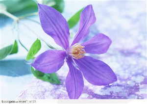 花朵