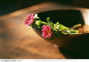 阳光下的花朵