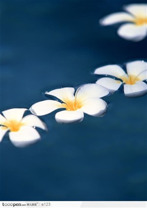 水中花朵