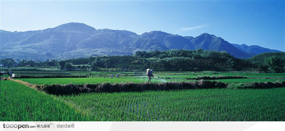 农业-成片的稻田