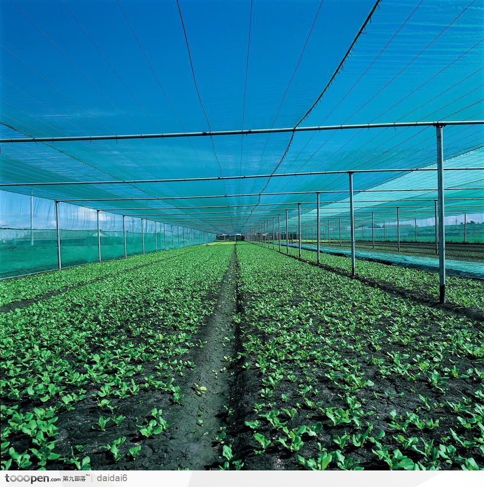 现代农业-大盆温室种植的蔬菜