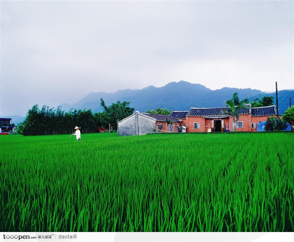 现代农业-绿油油的稻田