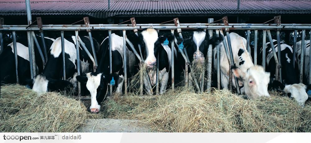 现代农业-圈养的奶牛
