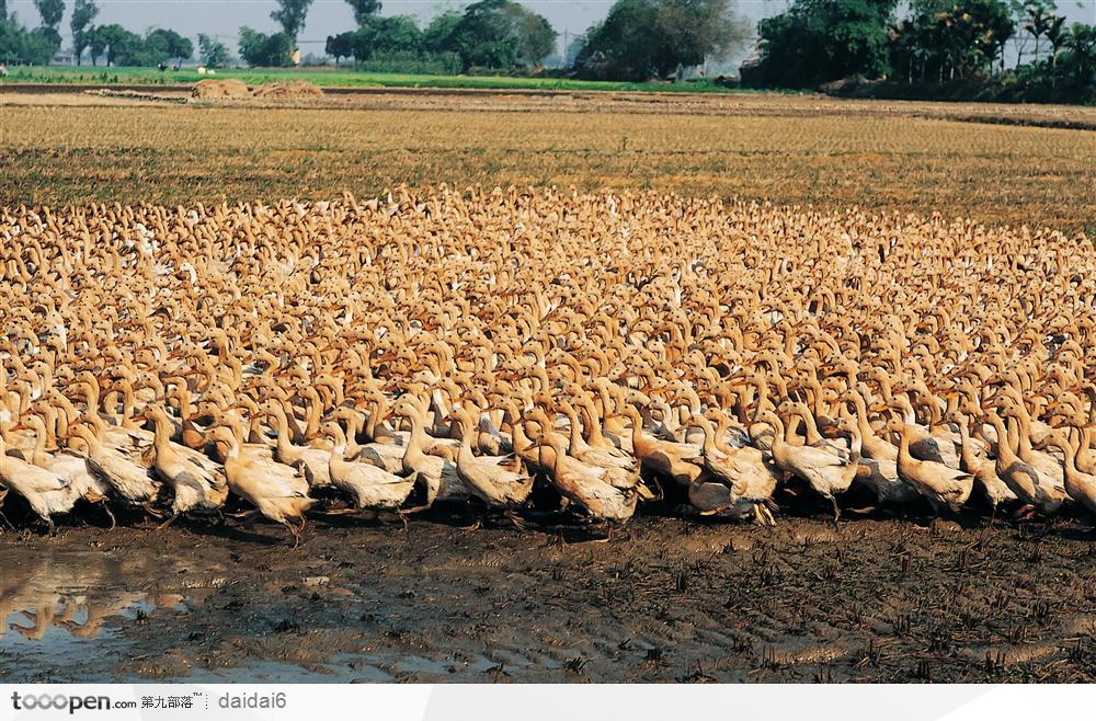 现代农业-散养的鸭子