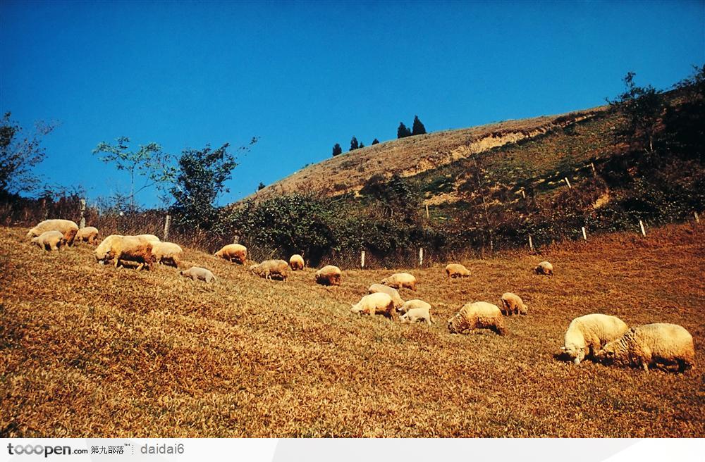 现代农业-山上散养的绵羊