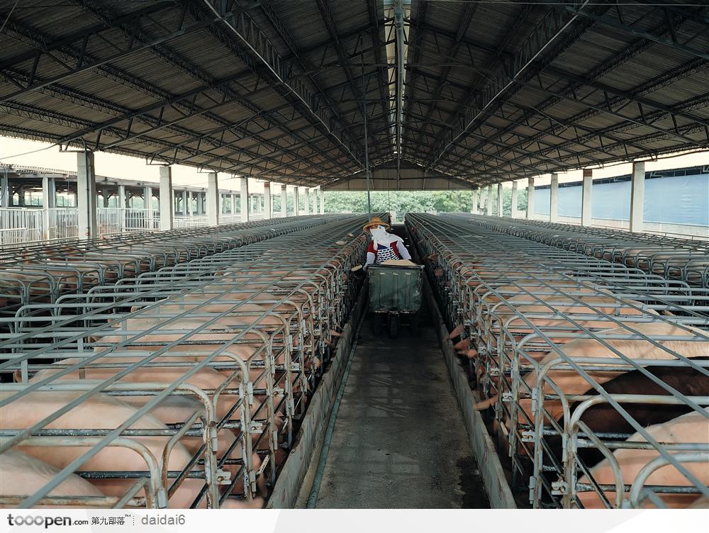 现代畜牧业-集中养殖的猪