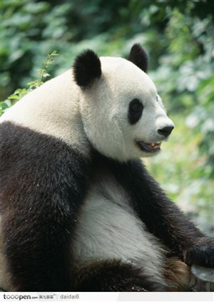 人文景观-大熊猫特写