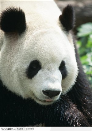人文景观-大熊猫特写