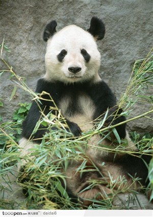 人文景观-吃竹子的大熊猫
