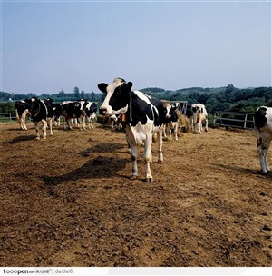 牧业-散放的奶牛