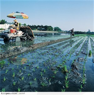 现代农业-播撒完禾苗的稻田