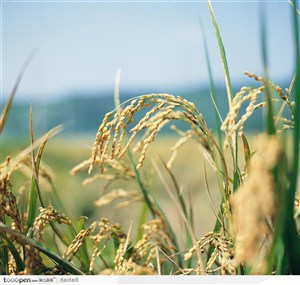 现代农业-成熟的稻谷