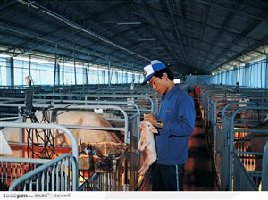 现代畜牧业-集中养殖的猪