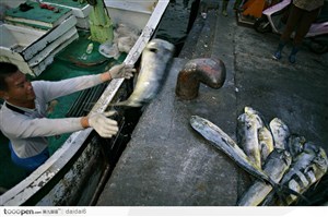 台湾生命力-搬运鱼的渔农