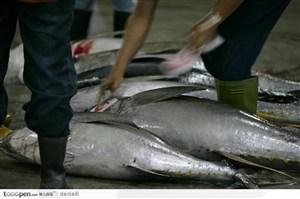 台湾生命力-正在搬鱼的渔农