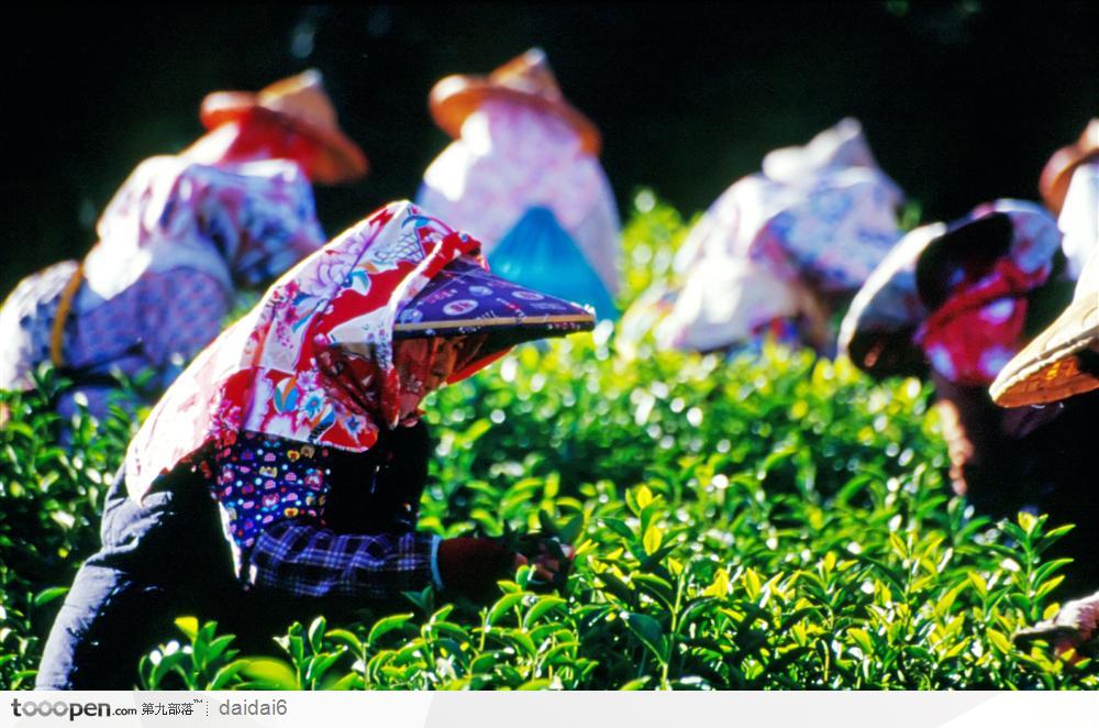 台湾生命力-正在采茶的茶农