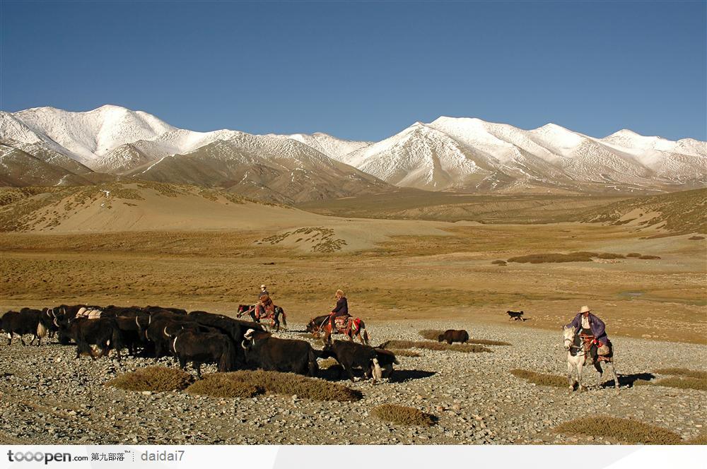 西藏人文风情-散养的牦牛