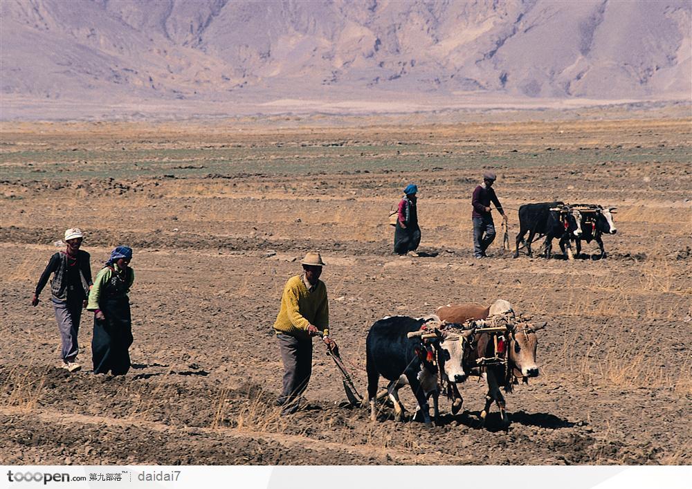 西藏人文风情-耕田的人们