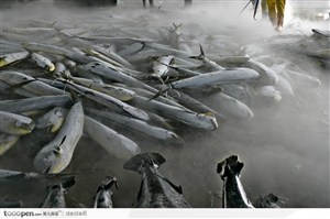 台湾生命力-冻库堆积的鱼