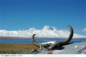 西藏人文风情-湖泊旁的牛头