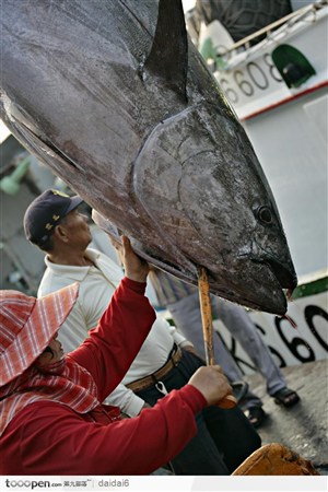 台湾生命力-正在杀鱼的渔农
