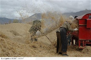 西藏人文风情-收获牧草