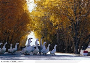 西藏风光-胡杨林中的鹅和鸭子